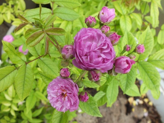  photo excellenz_zps5bdf02a5.jpg